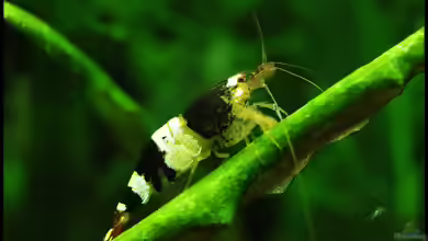 Black Bee , schwarz/wei??e Sterne im Nano !!!