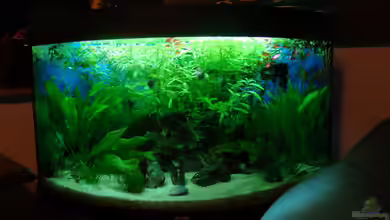 Black Forest von Malphite