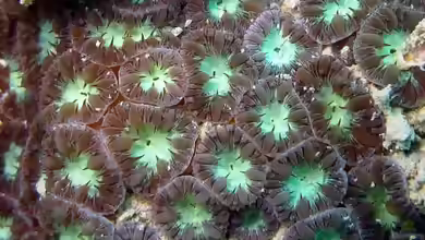 Blastomussa merleti im Aquarium halten