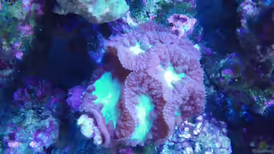 Blastomussa wellsi im Aquarium halten