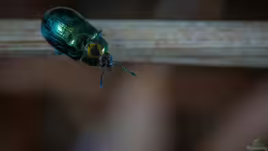 Blatthornkäfer im Garten: Erkennen, Verstehen und nachhaltig handeln