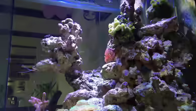 Blaue Ecke von Cyano-Kanone