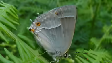 Blauer Eichenzipfelfalter im Garten