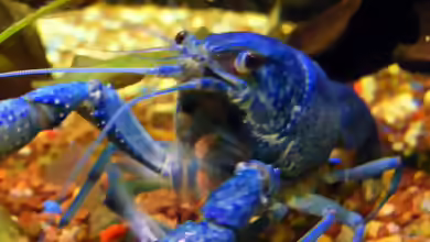 Blauer Lobster---ein Schurke ???