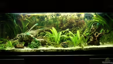 Blaupunkt und Sajica von Bastian & Sandra