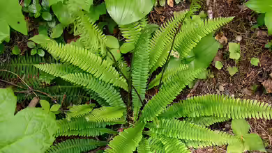 Blechnum spicant im Garten pflanzen