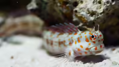 Blenniella chrysospilos im Aquarium halten