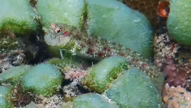 Blenniella gibbifrons im Aquarium halten