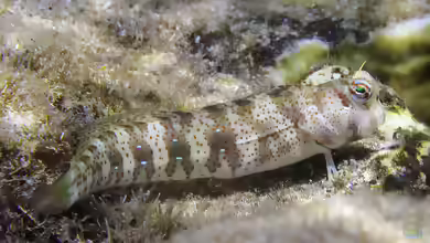 Blenniella periophthalmus im Aquarium halten