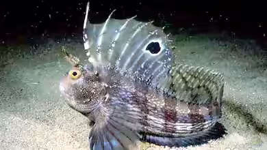 Blennius ocellaris im Aquarium halten