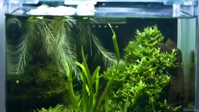 blubblub von Christoph