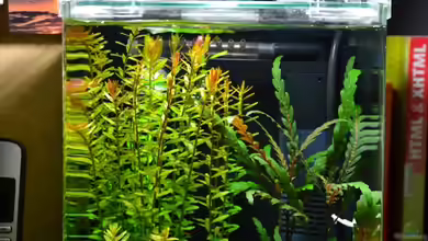 Blue Bees von Julian H.