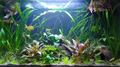 Blue Dream und Betta Becken von Stephy