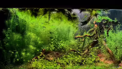 Blue-Eyed Angels (nur noch Beispiel) von Nick3