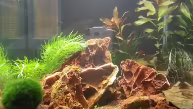 blue Tiger OE von andreas69