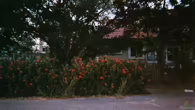 Blühstreifen im Garten - so planst, säst und pflegst du artenreiche Blumenflächen