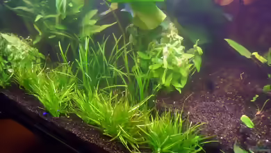 Blyxa aubertii im Aquarium