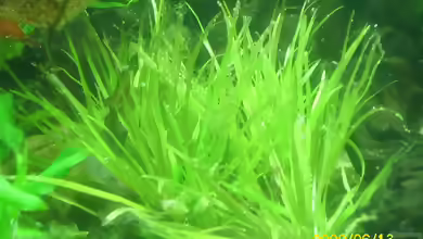 Blyxa japonica im Aquarium