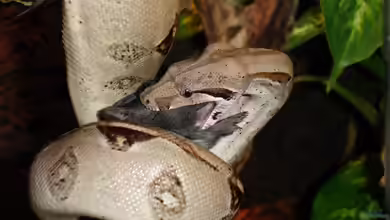 Boa constrictor halten