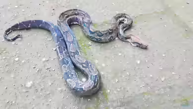 Boa Imperator im Terrarium halten