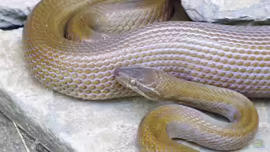 Boaedon capensis im Terrarium halten