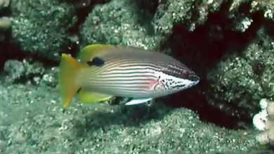 Bodianus albotaeniatus im Aquarium halten