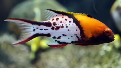 Bodianus anthioides im Aquarium halten