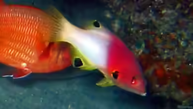 Bodianus axillaris im Aquarium halten