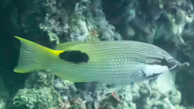 Bodianus bilunulatus im Aquarium halten