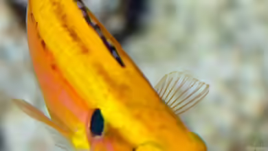 Bodianus bimaculatus im Aquarium halten