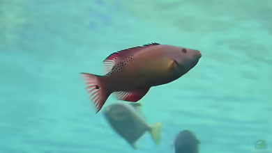 Bodianus diana im Aquarium halten