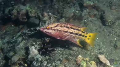 Bodianus diplotaenia im Aquarium halten