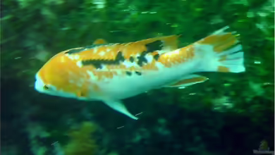 Bodianus eclancheri im Aquarium halten