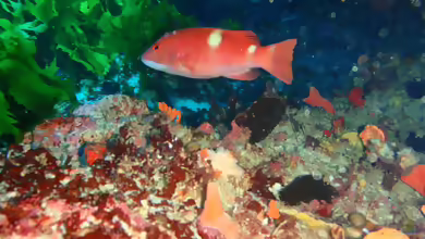 Bodianus frenchii im Aquarium halten