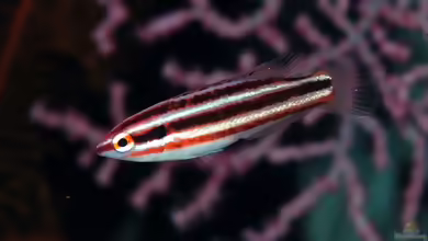 Bodianus izuensis im Aquarium halten
