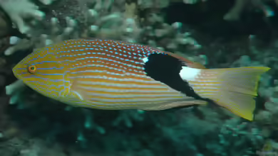 Bodianus loxozonus im Aquarium halten