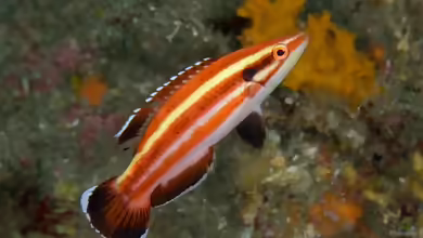 Bodianus masudai im Aquarium halten