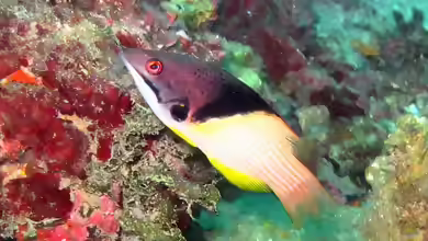 Bodianus mesothorax im Aquarium halten