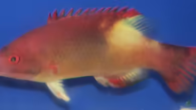 Bodianus neilli im Aquarium halten