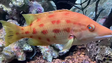 Bodianus oxycephalus im Aquarium halten