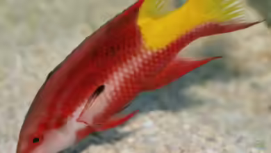 Bodianus pulchellus im Aquarium halten