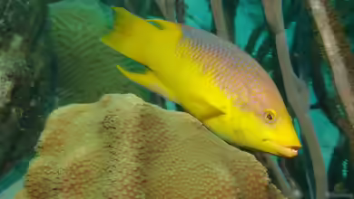 Bodianus rufus im Aquarium halten