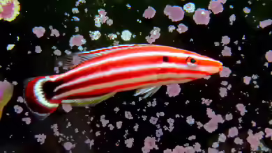 Bodianus sepiacaudus im Aquarium halten