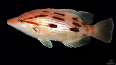 Bodianus unimaculatus im Aquarium halten
