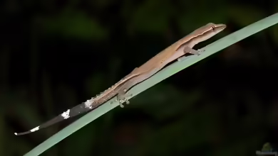 Böttgers Krallenloser Gecko: Ebenavia boettgeri im Terrarium halten