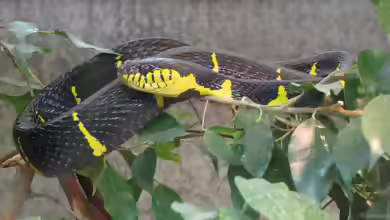 Boiga dendrophila im Terrarium pflegen