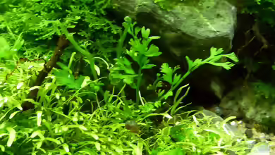 Bolbitis heteroclita im Aquarium