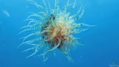 Boloceroides mcmurrichi im Aquarium halten