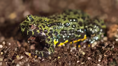 Bombina orientalis im Terrarium halten