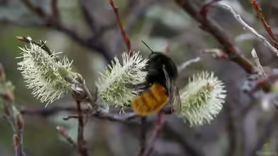 Bombus alpinus im Garten